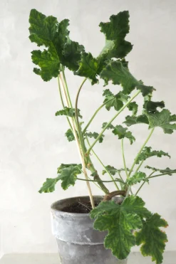 Plantestøtter^PLANT epinde, 5 stk