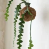 Planteplaneter|Hængeplanter^PLANT eplanet, Fiskebenskaktus