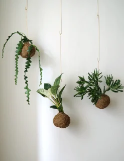 Planteplaneter|Hængeplanter^PLANT eplanet, Fiskebenskaktus