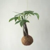 Planteplaneter|Hængeplanter^PLANT eplanet, flerstammet Lykkekastanje