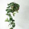 Planteplaneter|Hængeplanter^PLANT eplanet, Hoya carnosa