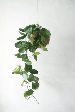 Planteplaneter|Hængeplanter^PLANT eplanet, Hoya carnosa