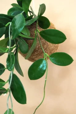 Planteplaneter|Hængeplanter^PLANT eplanet, Hoya carnosa