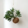Planteplaneter|Hængeplanter^PLANT eplanet, Organ Pipe