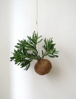 Planteplaneter|Hængeplanter^PLANT eplanet, Organ Pipe