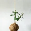 Planteplaneter|Hængeplanter^PLANT eplanet, Paradistræ