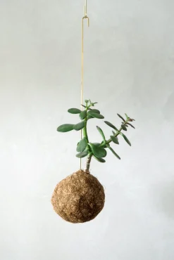 Planteplaneter|Hængeplanter^PLANT eplanet, Paradistræ