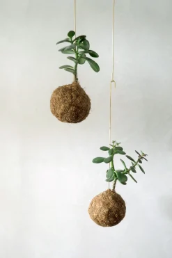 Planteplaneter|Hængeplanter^PLANT eplanet, Paradistræ