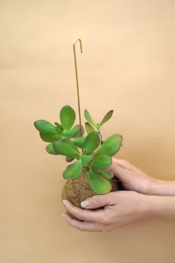 Planteplaneter|Hængeplanter^PLANT eplanet, Paradistræ