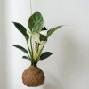Planteplaneter|Hængeplanter^PLANT eplanet, Philodendron Birkin