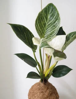 Planteplaneter|Hængeplanter^PLANT eplanet, Philodendron Birkin