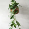 Planteplaneter|Hængeplanter^PLANT eplanet, Silver spot leaf