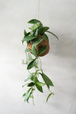 Planteplaneter|Hængeplanter^PLANT eplanet, Silver spot leaf