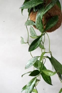 Planteplaneter|Hængeplanter^PLANT eplanet, Silver spot leaf