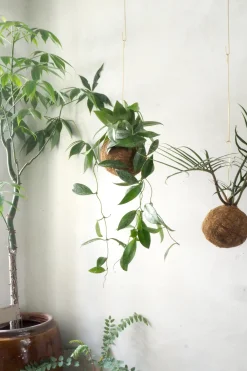Planteplaneter|Hængeplanter^PLANT eplanet, Silver spot leaf
