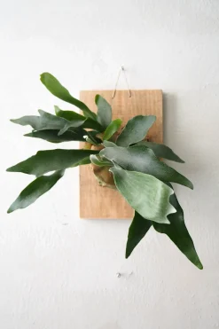 Plantetrofæer^PLANT etrofæ, Hjortetak, large
