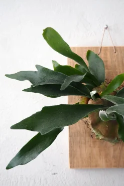 Plantetrofæer^PLANT etrofæ, Hjortetak, large