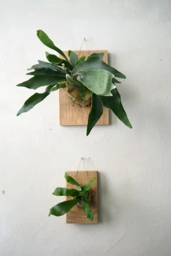 Plantetrofæer^PLANT etrofæ, Hjortetak, large