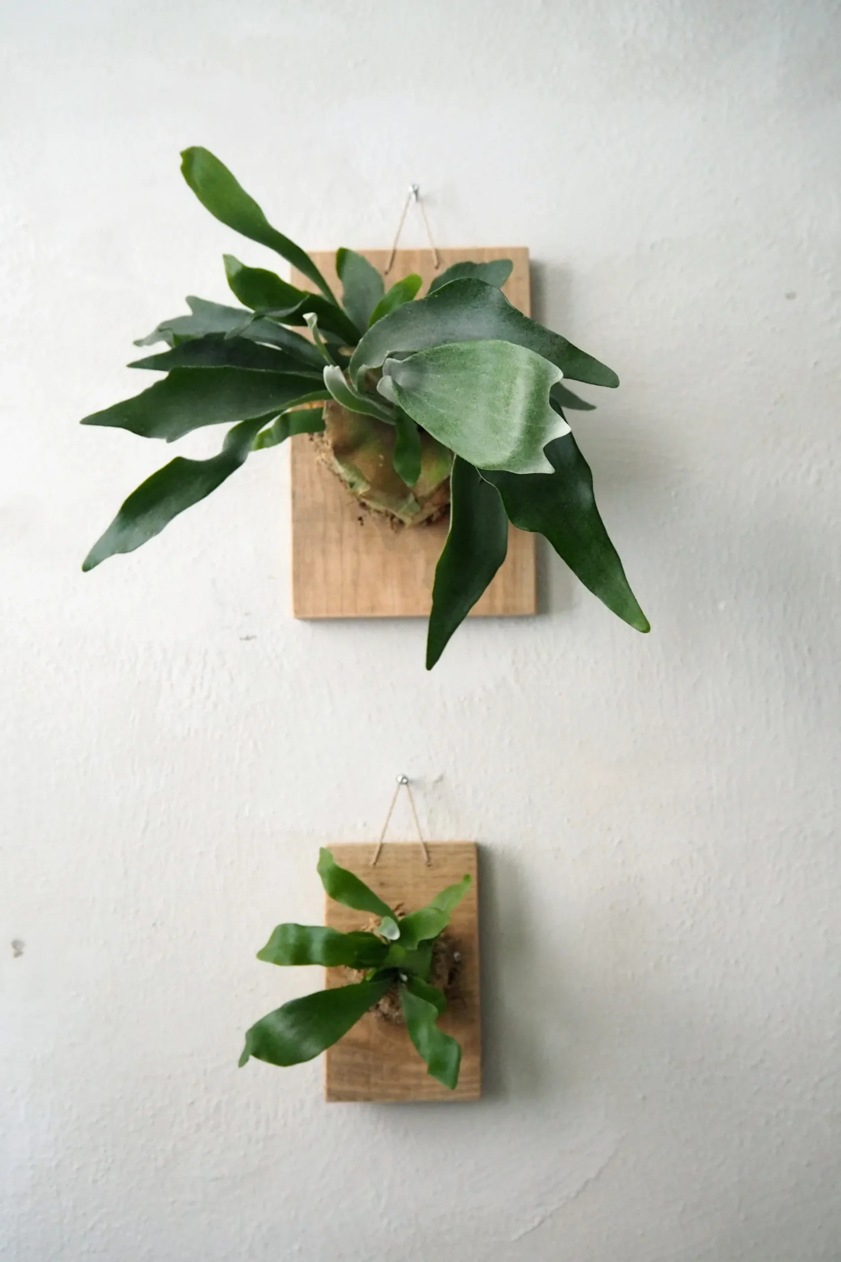Plantetrofæer^PLANT etrofæ, Hjortetak, large