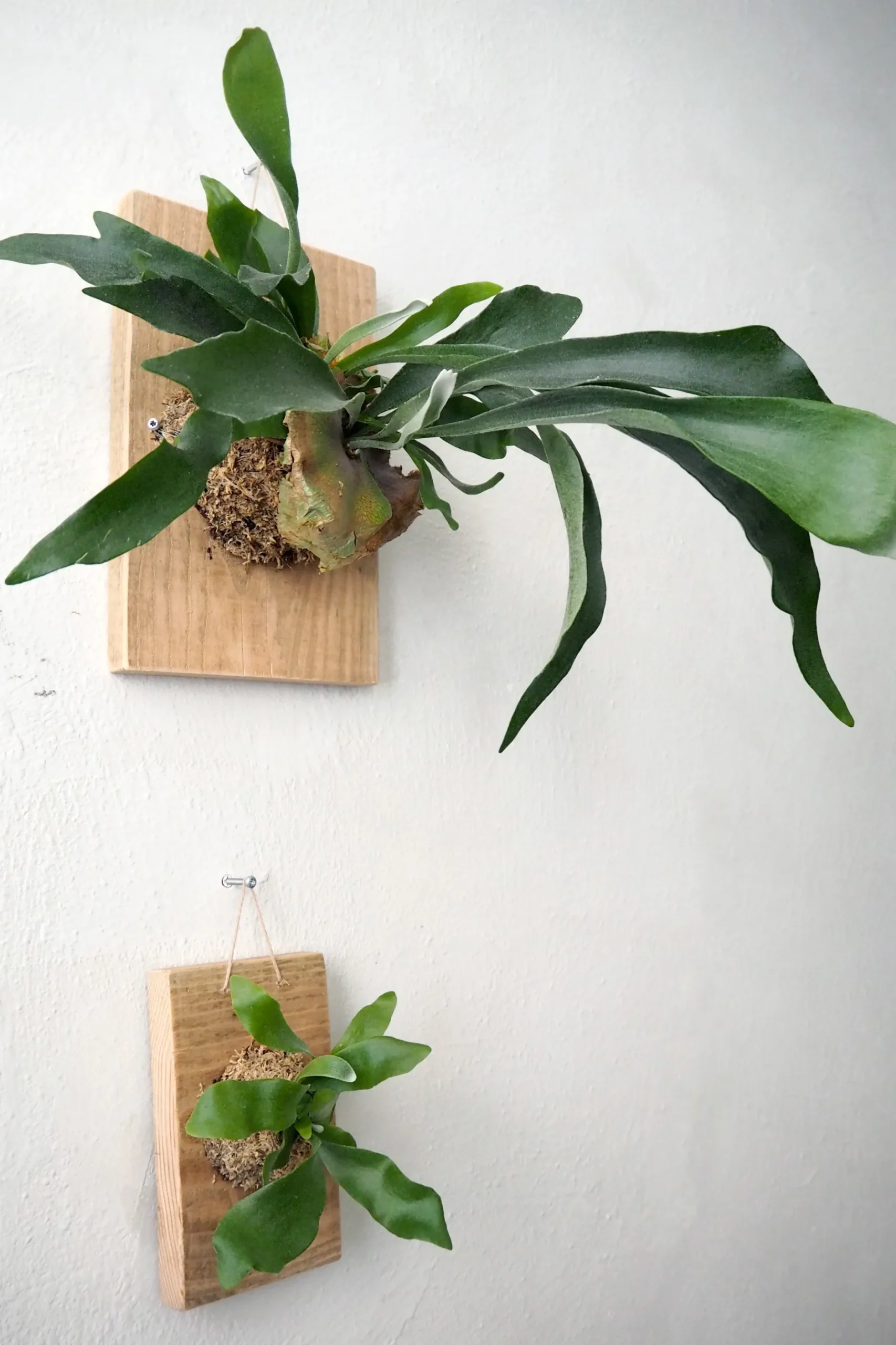 Plantetrofæer^PLANT etrofæ, Hjortetak, large