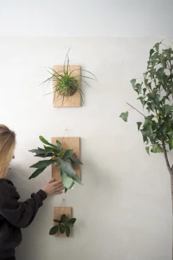Plantetrofæer^PLANT etrofæ, Hjortetak, large