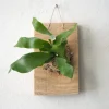 Plantetrofæer^PLANT etrofæ, Hjortetak, small