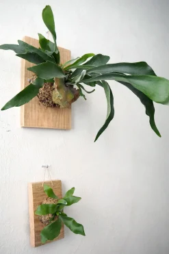Plantetrofæer^PLANT etrofæ, Hjortetak, small