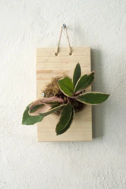 Plantetrofæer^PLANT etrofæ, Hoya flamingo dream, small