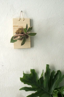 Plantetrofæer^PLANT etrofæ, Hoya flamingo dream, small