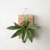 Plantetrofæer^PLANT etrofæ, Hoya Sivler spot, small