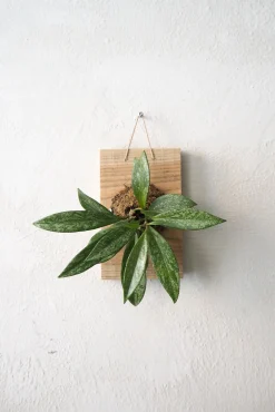 Plantetrofæer^PLANT etrofæ, Hoya Sivler spot, small
