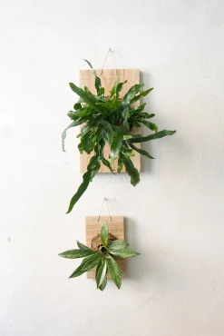 Plantetrofæer^PLANT etrofæ, Hoya Sivler spot, small