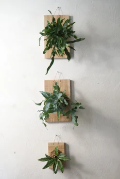 Plantetrofæer^PLANT etrofæ, Hoya Sivler spot, small