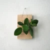 Plantetrofæer^PLANT etrofæ, Hoya, small
