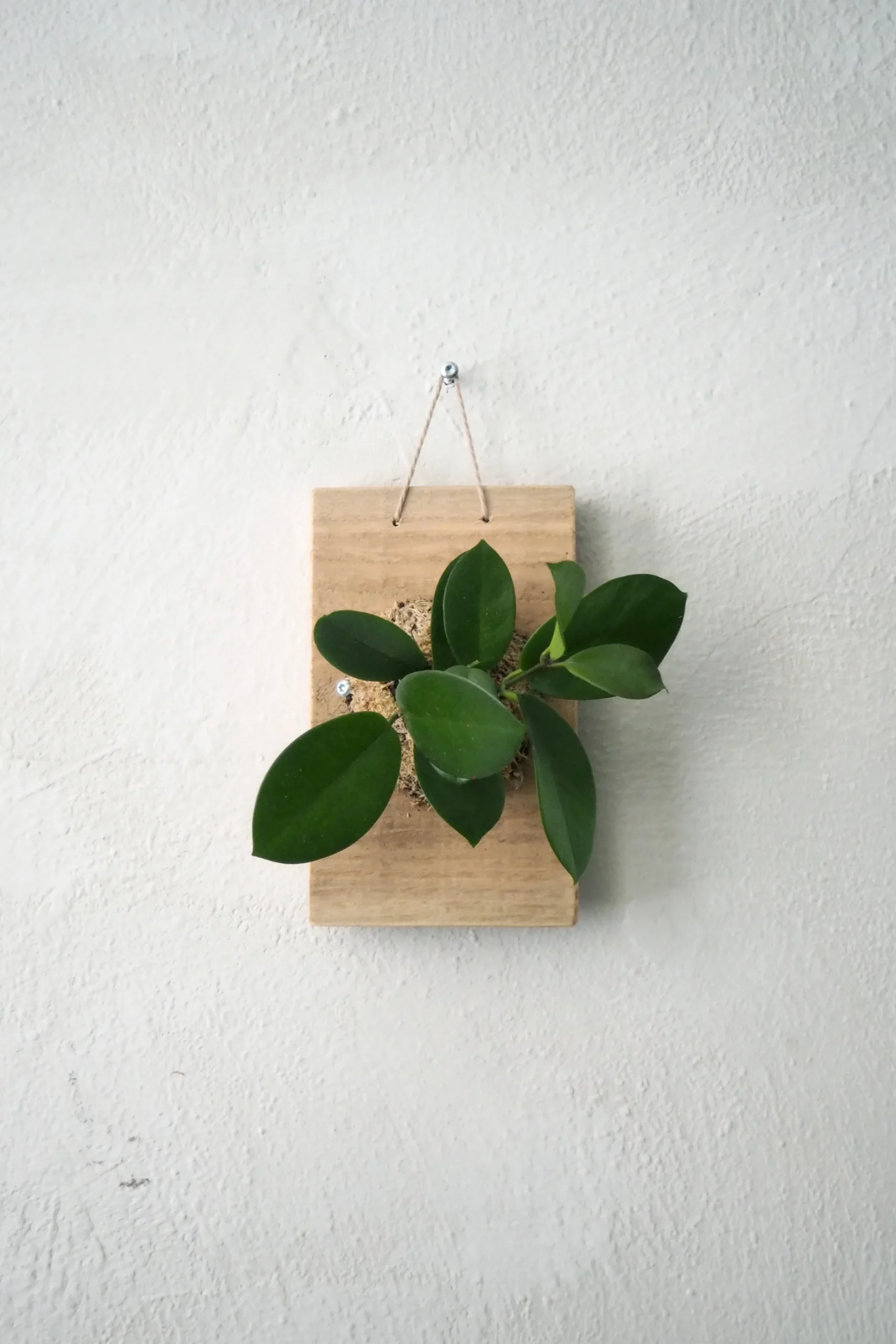 Plantetrofæer^PLANT etrofæ, Hoya, small