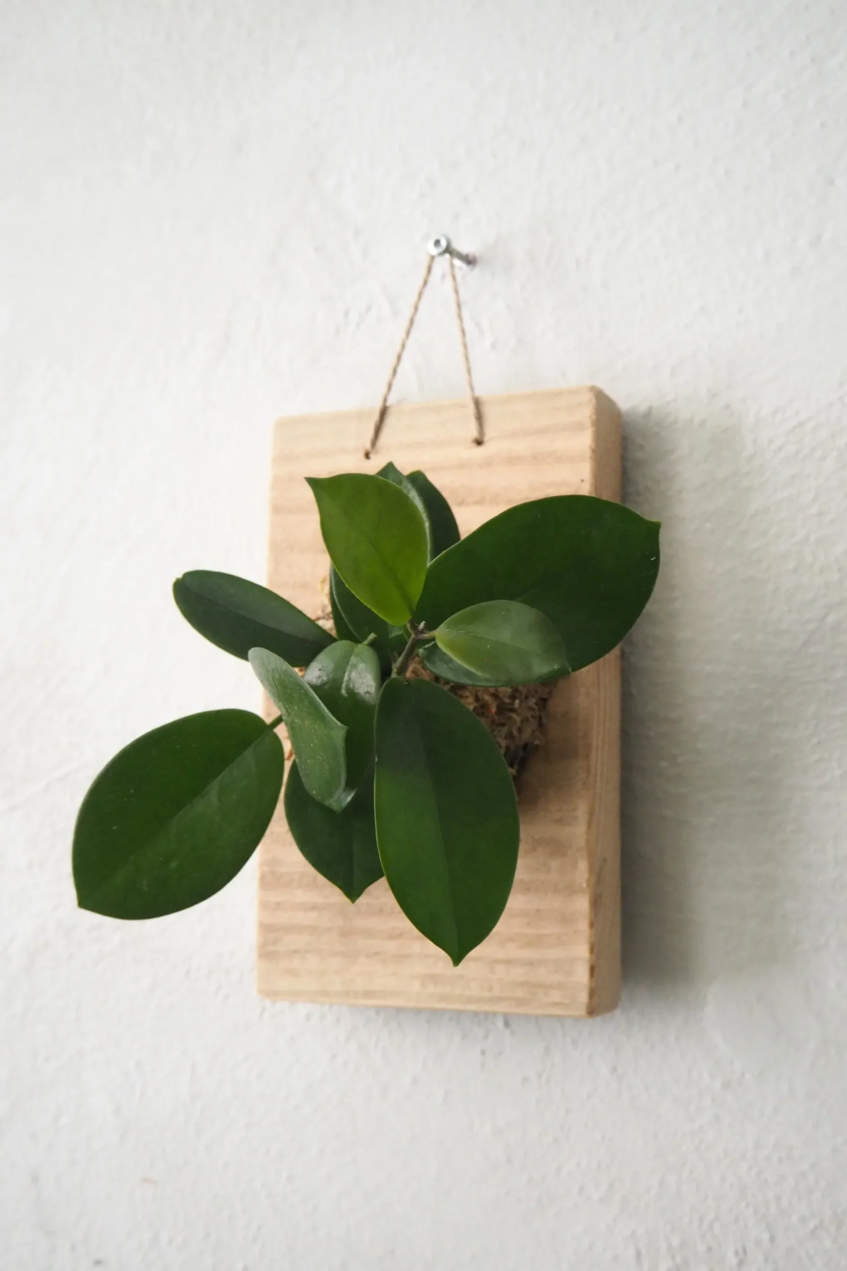 Plantetrofæer^PLANT etrofæ, Hoya, small