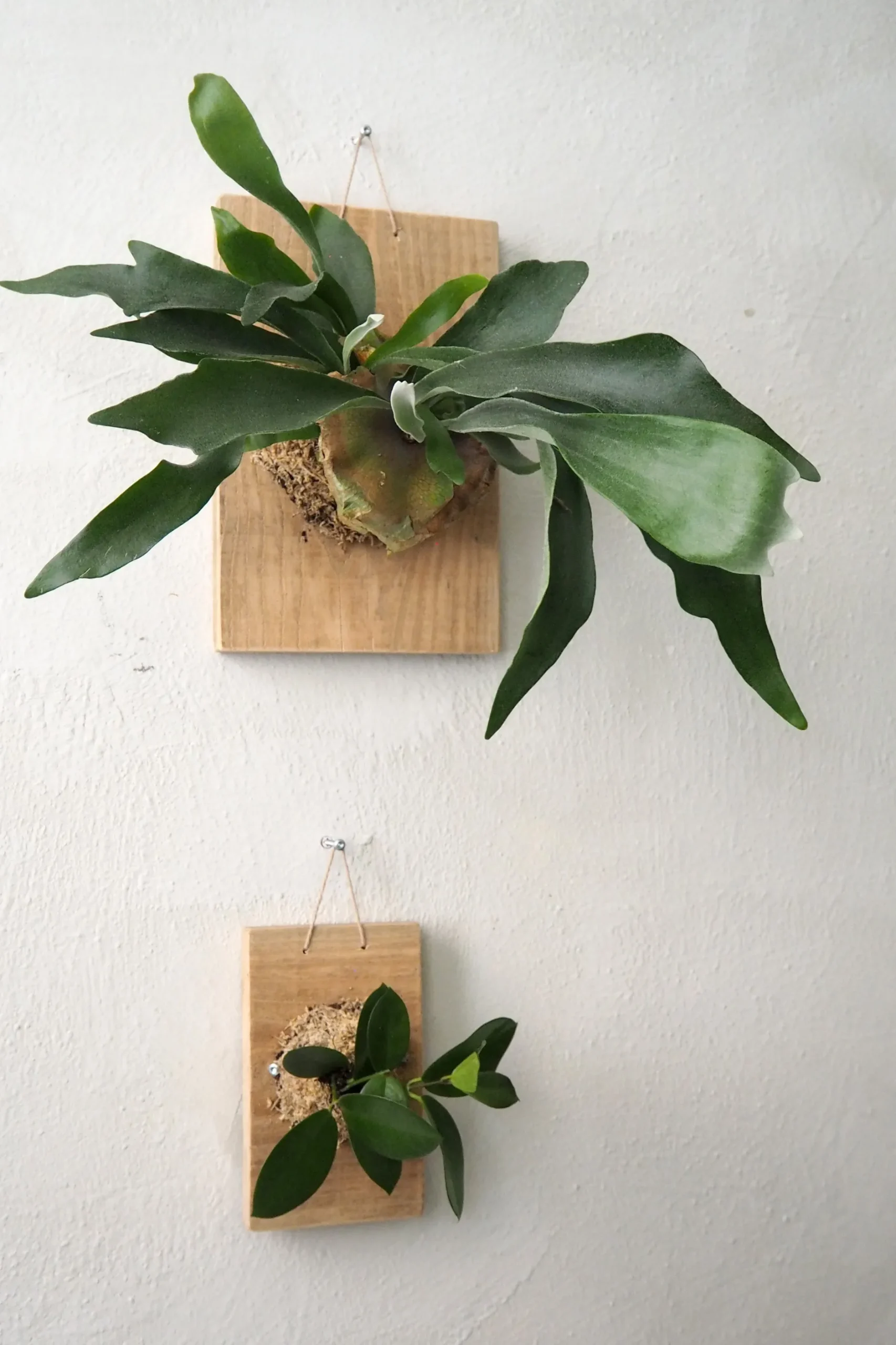 Plantetrofæer^PLANT etrofæ, Hoya, small