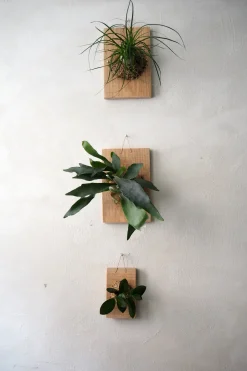 Plantetrofæer^PLANT etrofæ, Hoya, small