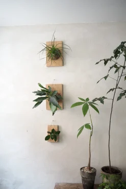 Plantetrofæer^PLANT etrofæ, Hoya, small