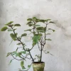 Tropiske Planter|Danskavlede Planter^PLANT Plectranthus