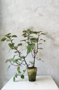Tropiske Planter|Danskavlede Planter^PLANT Plectranthus