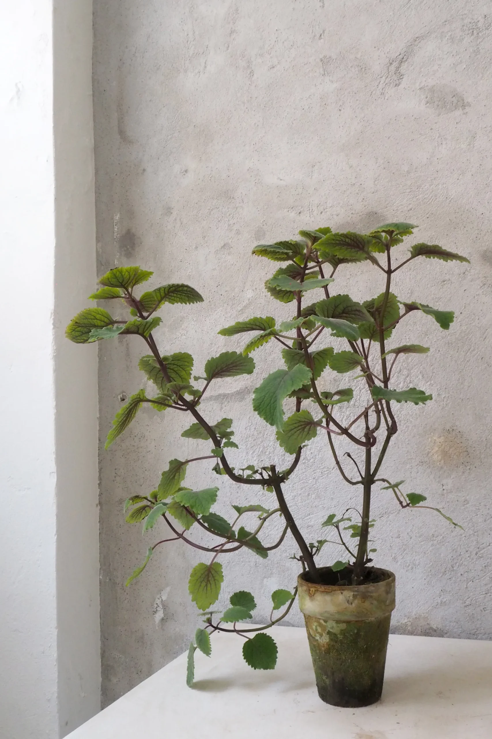 Tropiske Planter|Danskavlede Planter^PLANT Plectranthus