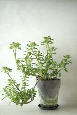 Tropiske Planter|Danskavlede Planter^PLANT Plectranthus Malaga