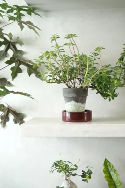 Tropiske Planter|Danskavlede Planter^PLANT Plectranthus Malaga