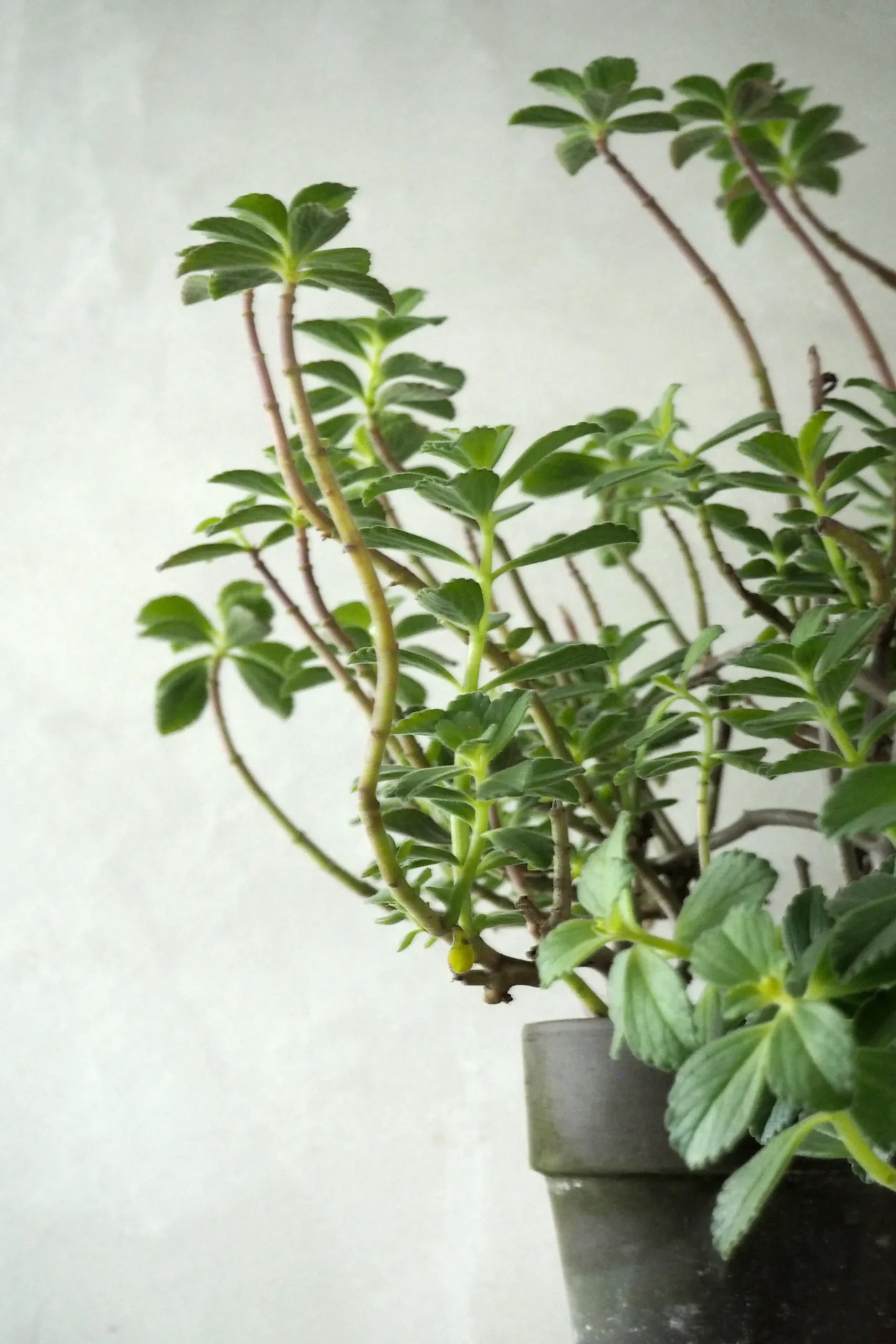Tropiske Planter|Danskavlede Planter^PLANT Plectranthus Malaga