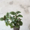 Tropiske Planter|Danskavlede Planter^PLANT Plectranthus purpuratus