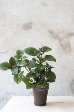 Tropiske Planter|Danskavlede Planter^PLANT Plectranthus purpuratus