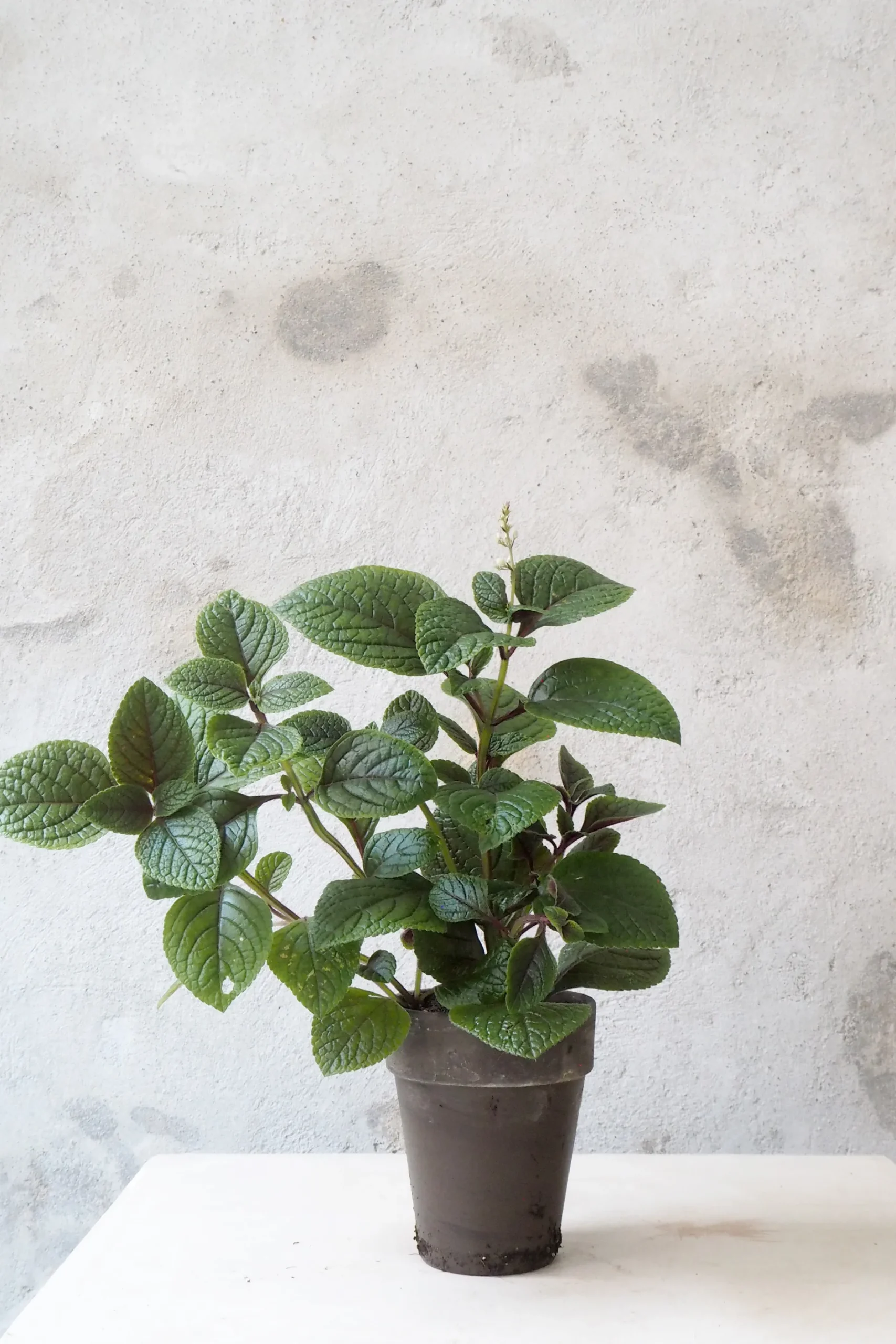 Tropiske Planter|Danskavlede Planter^PLANT Plectranthus purpuratus