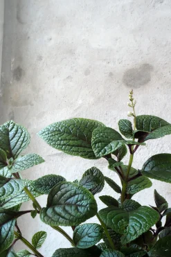 Tropiske Planter|Danskavlede Planter^PLANT Plectranthus purpuratus
