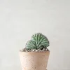 Ørkenplanter Og Knoldplanter|Danskavlede Planter^PLANT Polaskia Chipchipe F. Cristata, medium